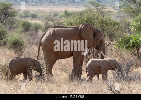 African elephant (Loxodonta africana) mother and two youngsters, Samburu National Reserve, Kenya, East Africa, Africa Stock Photo