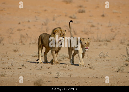 African Lion, panthera leo, Pair mating, Masai Mara Park in Kenya Stock ...
