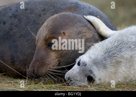 Grey seal and new born pup cuddled up together Stock Photo