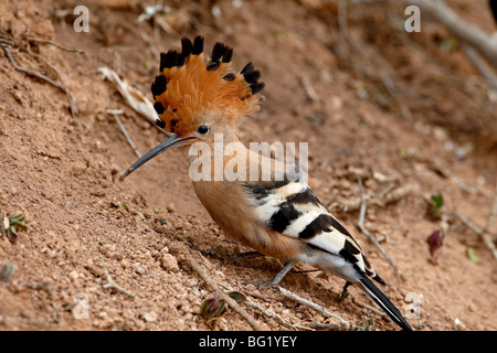 African hoopoe (Upupa africana) with its crest extended, Addo Elephant National Park, South Africa, Africa Stock Photo