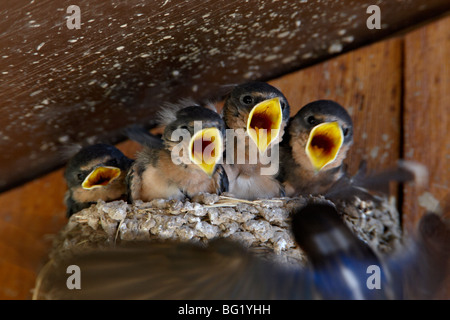 Four barn swallow (Hirundo rustica) chicks chirp as parent approaches nest with food, Custer State Park, South Dakota, USA Stock Photo