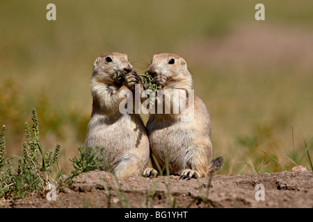 Two blacktail prairie dog (Cynomys ludovicianus) sharing something to eat, Wind Cave National Park, South Dakota, USA Stock Photo