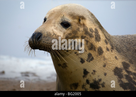 Female Grey Seal watching  on the saltmarshes Stock Photo