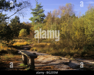 Bench on country path around Frensham Little Pond on Frensham Common in autumn. Farnham Surrey England UK Britain Stock Photo