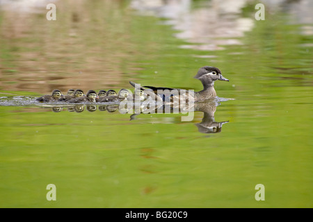 Wood duck (Aix sponsa) hen and ducklings swimming, Arapahoe County, Colorado, United States of America, North America Stock Photo