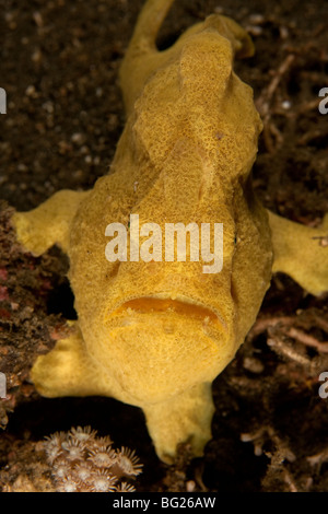 Giant Frogfish (Antennarius commersoni), Lembeh Strait, North Sulawesi, Indonesia. Stock Photo