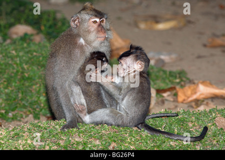 Scared Macaque Grey long-tailed macaques cuddling along historic Uluwatu temple ...
