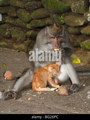 A young male Long-tailed Macaque,  or Crab Eating Macaque, Macaca fascicularis, has befriended a small kitten. Stock Photo