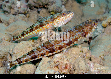 Two Reef lizardfish, Synodus variegatus, sitting on coral reef Stock Photo