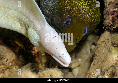 Gray moray eel, Gymnothorax griseus, and Undulated moray, Gymnothorax undulatus, sharing a hole, 'Red Sea' Stock Photo