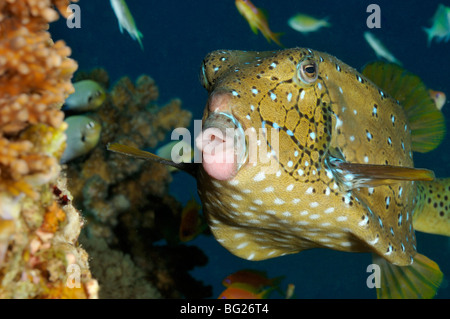 Yellow boxfish, Ostracion cubicus, fish on coral reef Stock Photo