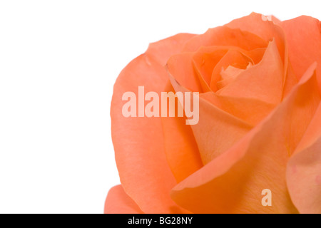 orange rose close-up in lower right corner - copy space on left side Stock Photo