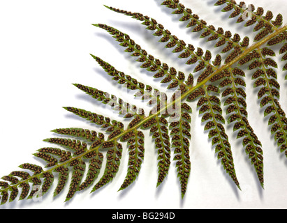 Underside of Fern Leaf showing Spores/Seeds Stock Photo