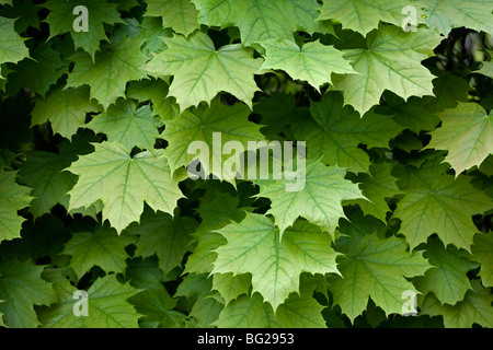 Maple Leaves Texture Stock Photo