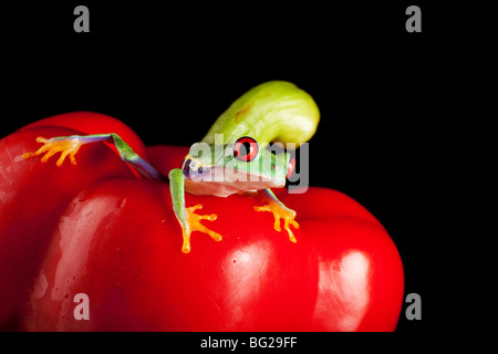 One inch red eyed tree frog on a red pepper