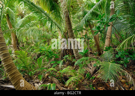 Coconut palms new caledonia near to Hienghene, north east coast Stock Photo