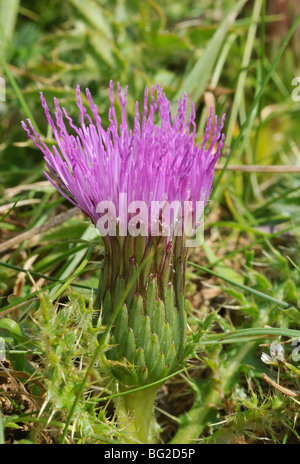 Dwarf Thistle - Cirsium acaule Stock Photo