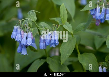 Streamside bluebells, tall chimney bells or bluebell Mertensia ciliata, The Rockies, Colorado, USA, North America. Stock Photo