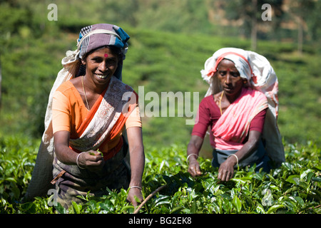 Tamil tea pluckers, Nuwara Eliya, Sri Lanka Stock Photo