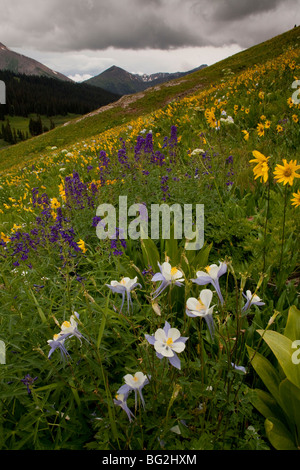 Spectacular display of summer mountain flowers on the West Maroon Pass trail, Maroon Bells-Snowmass Wilderness Stock Photo