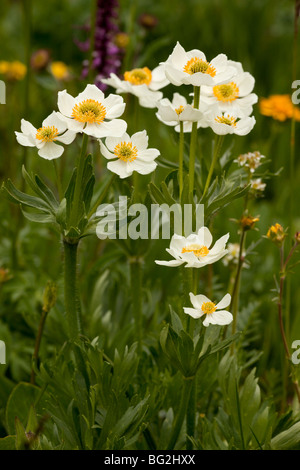 Narcissus-flowered Anemone Anemone narcissiflora = Anemostratum in Rustler's Gulch, Maroon Bells Stock Photo