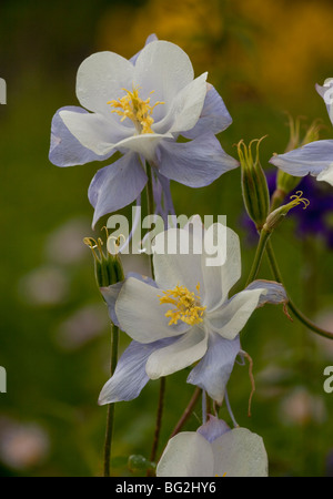 Blue Columbine Aquilegia coerulea Rustler's Gulch, Maroon Bells-Snowmass Wilderness, near Crested Butte, colorado Stock Photo