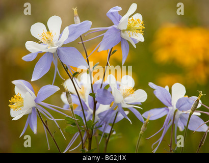 Blue Columbine Aquilegia coerulea, Rustler's Gulch, Maroon Bells-Snowmass Wilderness, near Crested Butte, rockies Stock Photo