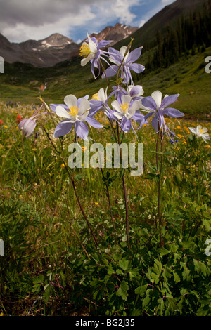 Blue Columbine Aquilegia coerulea, Rustler's Gulch, Maroon Bells-Snowmass Wilderness, near Crested Butte, rockies Stock Photo