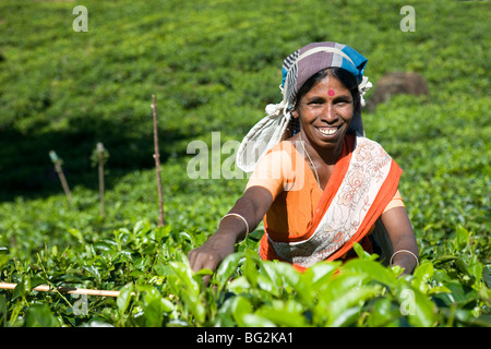 Tamil tea pluckers, Nuwara Eliya, Sri Lanka Stock Photo