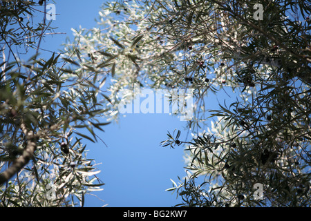 Olea europaea - Olive tree, view from below / looking up, blue sky background Stock Photo