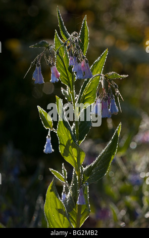 Streamside bluebells, tall chimney bells or bluebell Mertensia ciliata, Rustler's Gulch, Maroon Bells-Snowmass Wilderness Stock Photo