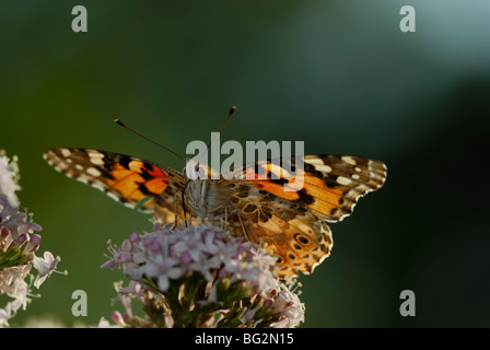 Cynthia cardui, Painted lady butterfly, feeding on Valerian, Wales, UK. Stock Photo