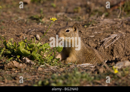 California Ground Squirrel, Spermophilus beecheyi, at burrow mouth; California, United States Stock Photo