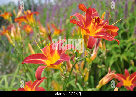 Day Lily  Hemerocallis fulva Hemerocallidaceae, Stock Photo