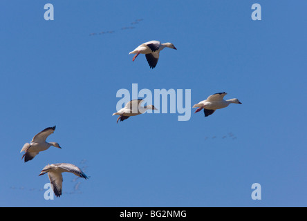 Ross's Geese Chen rossii in flight, Sacramento National Wildlife Reserve California, United States Stock Photo