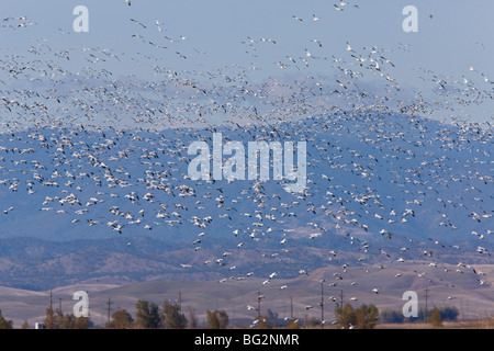 Mixed flock of Ross's Geese Chen rossii and Snow Geese Chen caerulescens in flight, at Sacramento National Wildlife Reserve Stock Photo