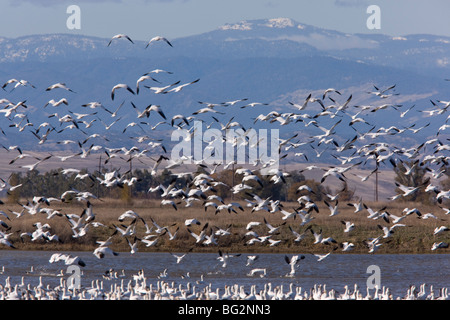 Mixed flock of Ross's Geese Chen rossii and Snow Geese Chen caerulescens in flight, at Sacramento National Wildlife Reserve Stock Photo