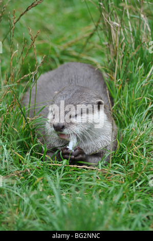 Asian short clawed otter eating fish Stock Photo