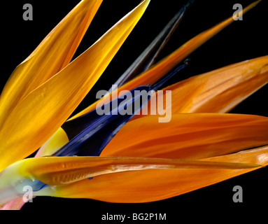 Bird of Paradise Flower (Sterlitzia reginae) abstract Stock Photo