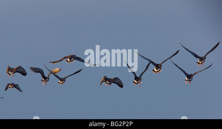 Greater White-fronted Geese Anser albifrons in flight; at Sacramento National Wildlife Reserve, California, United States Stock Photo