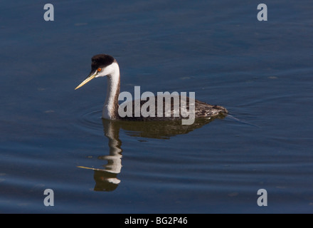 Western Grebe Aechmophorus occidentalis, non-breeding adult. California, United States Stock Photo