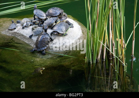 Turtles Resting In Pond Stock Photo - Alamy