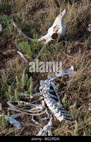 Bones of dead deer animal in dry grass. Skull and decayed bones Stock ...