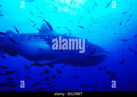 Whale shark underwater off Darwin Island, in the Galapagos. Ecuador. Rhiniodon Typus. Stock Photo