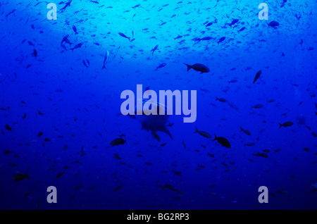 Whale shark underwater off Darwin Island, in the Galapagos. Ecuador. Rhiniodon Typus. Stock Photo