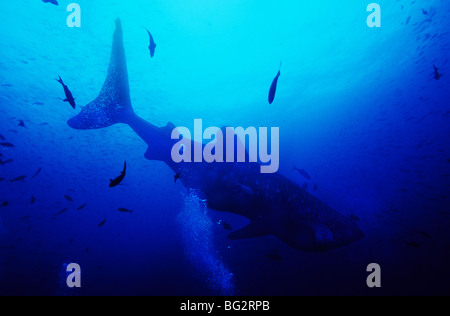 Whale shark underwater off Darwin Island, in the Galapagos. Ecuador. Rhiniodon Typus. Stock Photo