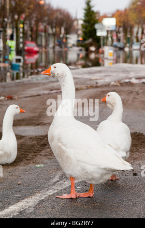 Farmyard geese on Cockermouth's main street after the devastating November 2009 floods. Stock Photo