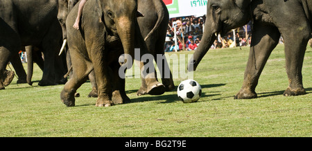 Elephants playing soccer in the Surin Elephant roundup. Stock Photo