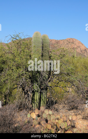 A mesquite tree serves as a "nurse plant" for saguaro cactus (Carnegiea gigantea) growing in, Tucson, Arizona, USA Stock Photo