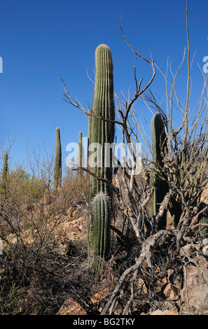 A palo verde tree serves as a 